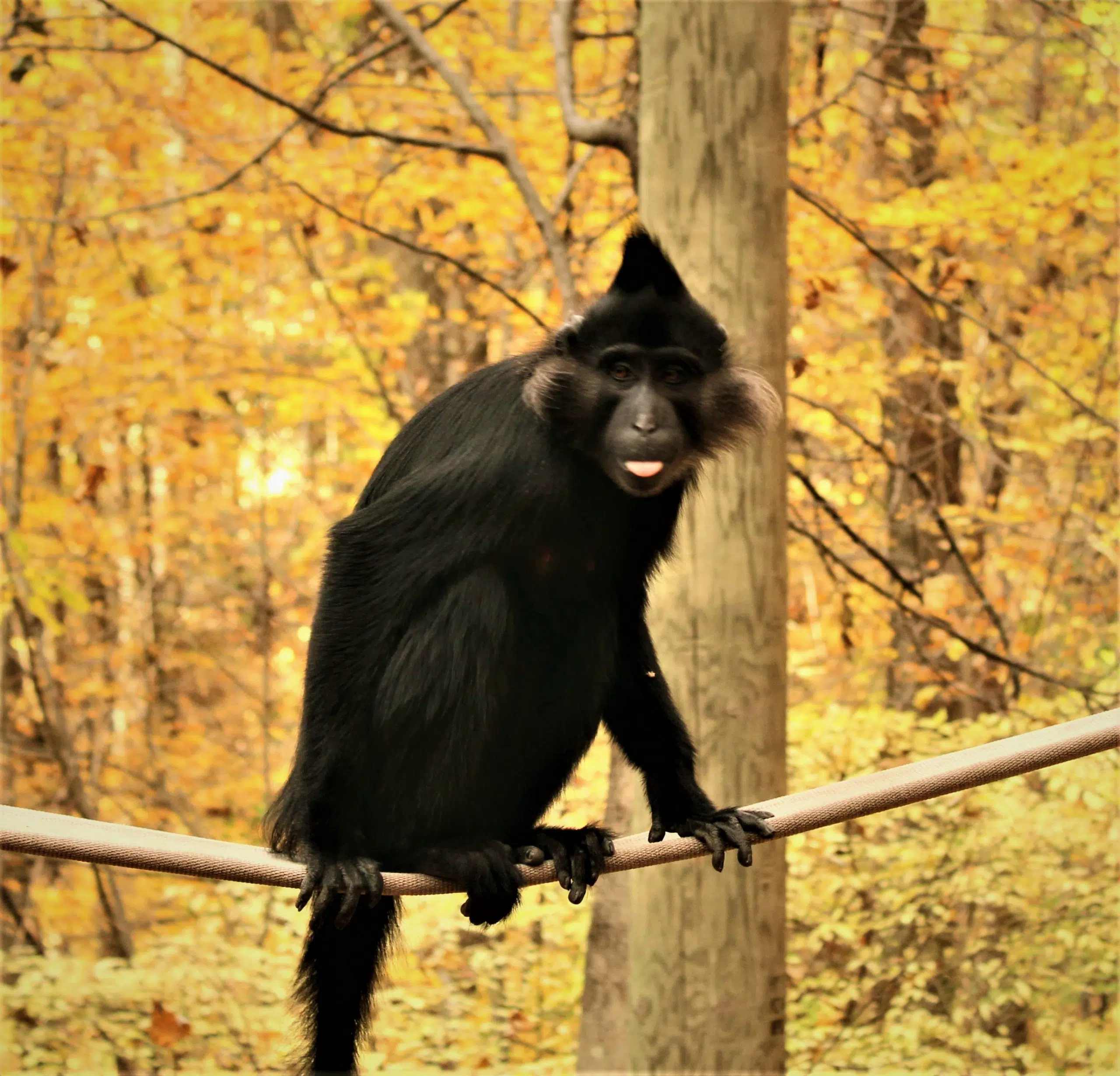 Binder Park Zoo soon to cap 2022 zoo season on Sunday 1450 AM 99.7 FM