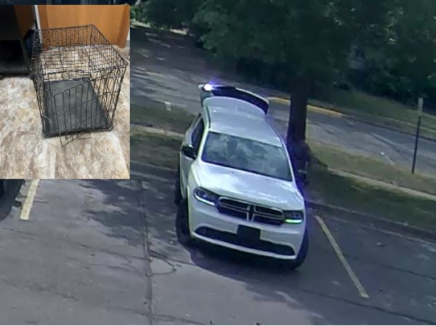 Dog abandoned in St. Joseph County Courthouse parking lot, SJSD investigating - Vimarsana News