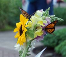 Community to release butterflies in memory of loved ones - Vimarsana News