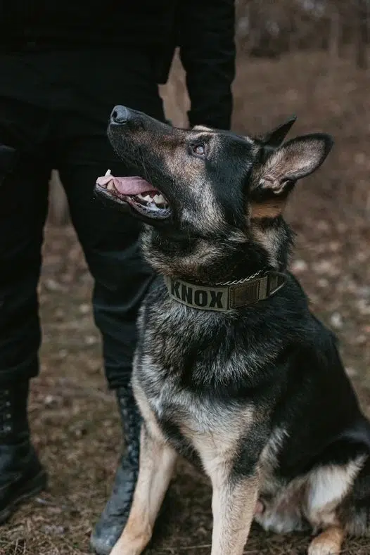 Allegan County Sheriff’s Office K9 Knox to get donation of body armor