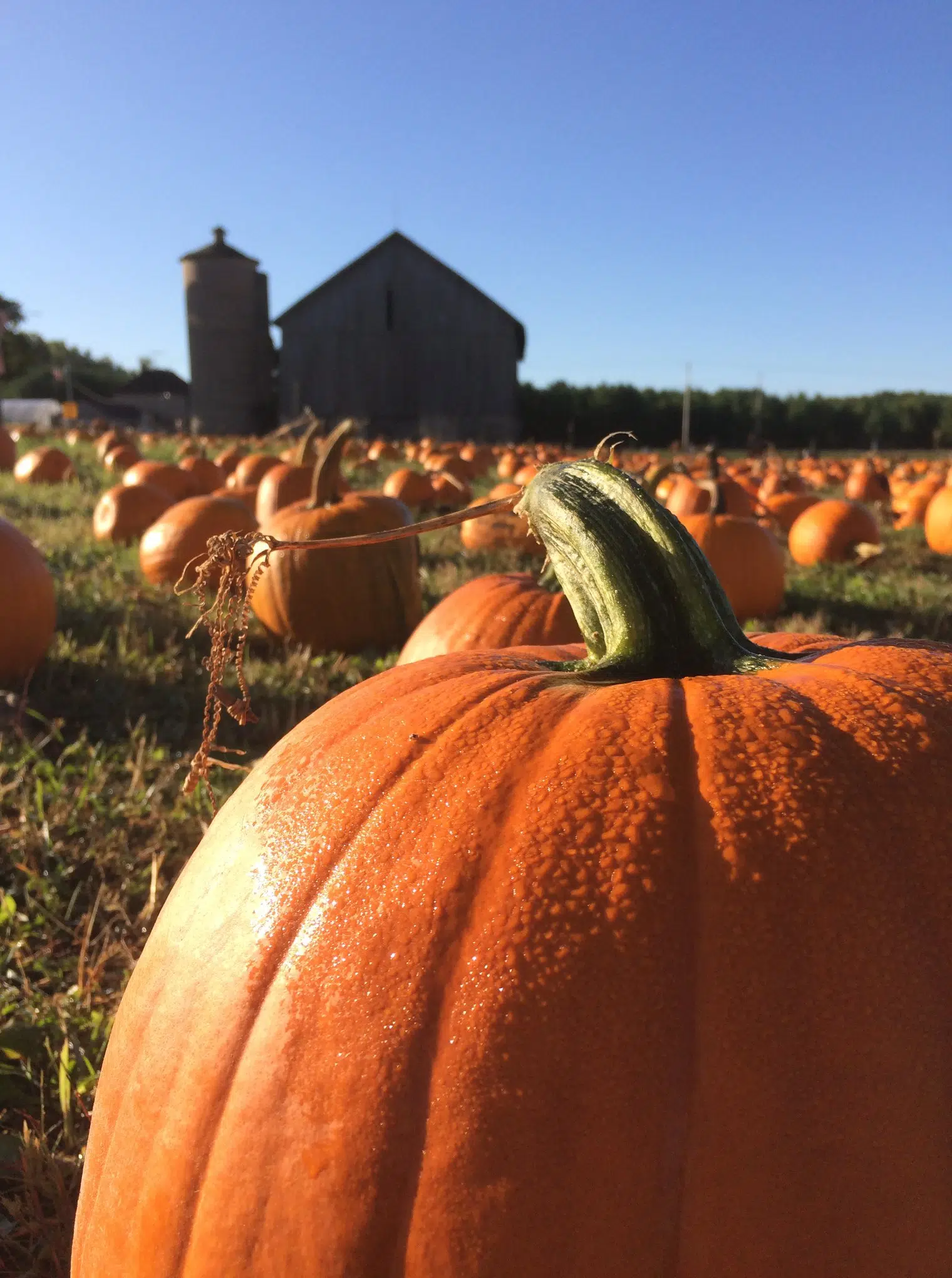 stevens pumpkin patch