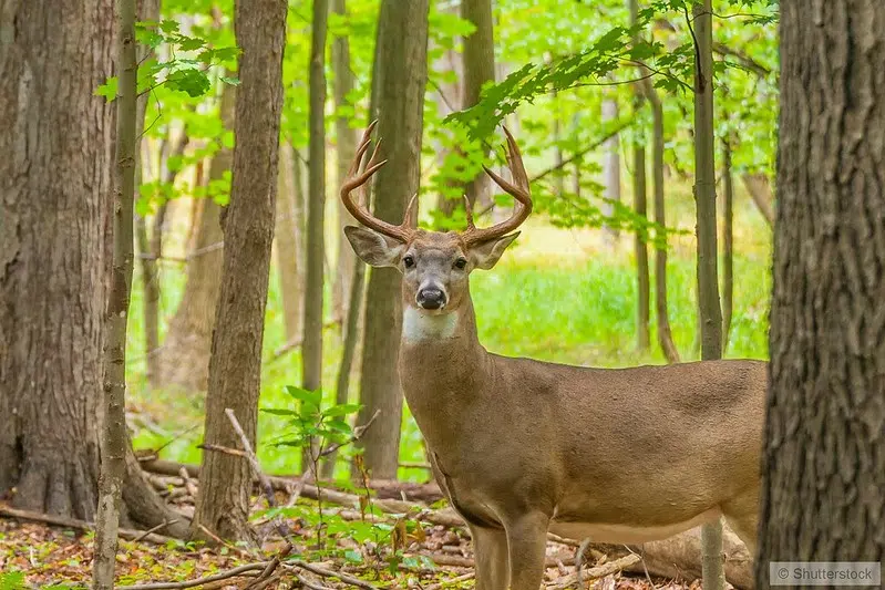 Brown County Reforestation Camp