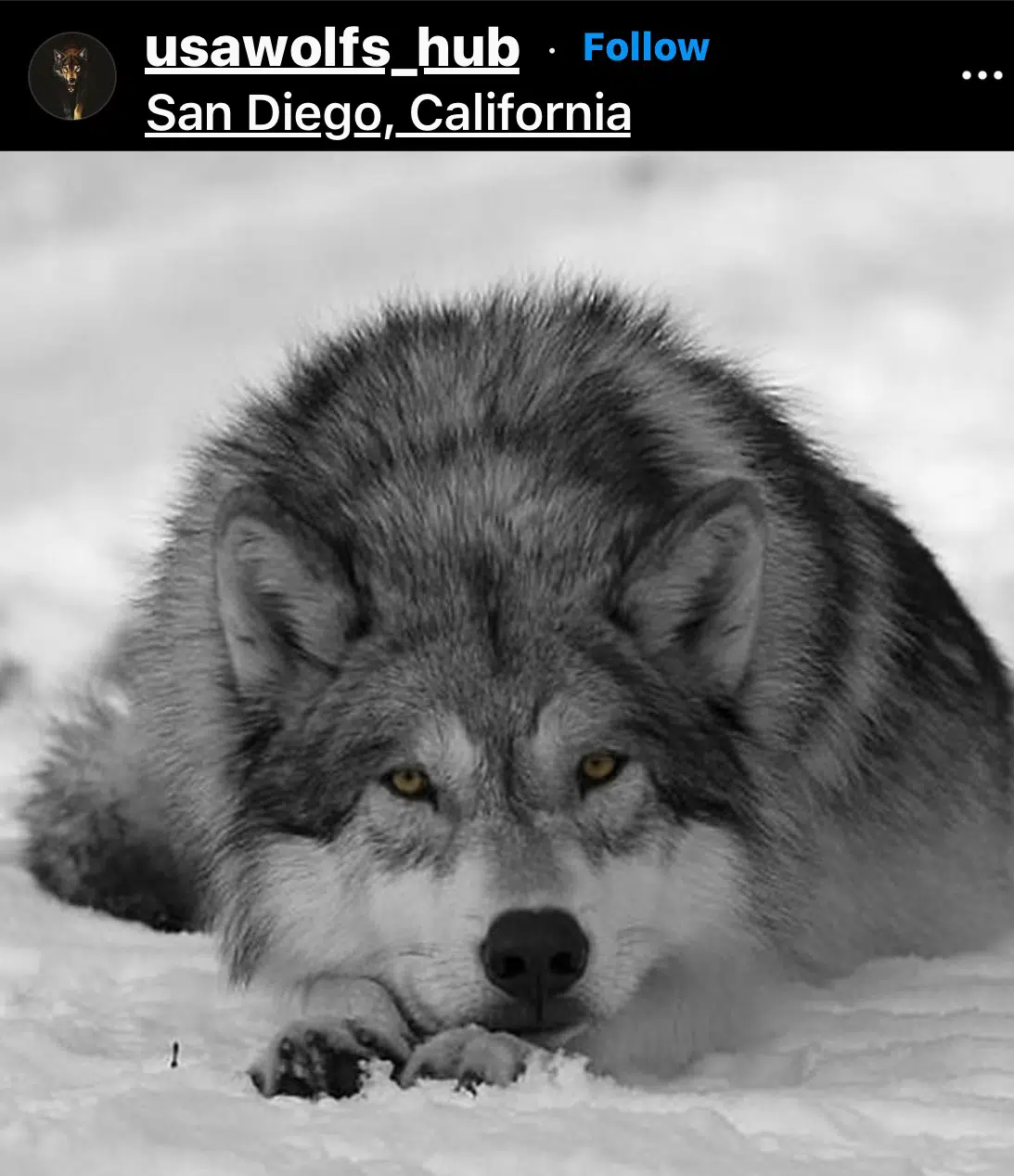 Gray Wolf Removed From Endangered Species List | WTAQ News Talk | 97.5