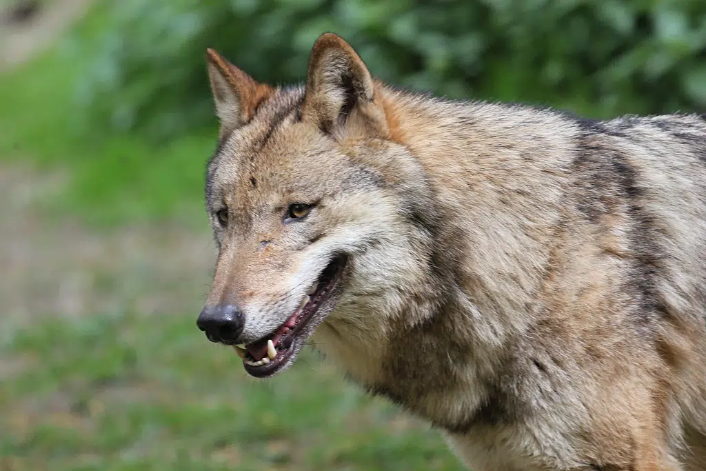 Wisconsin Resumes Wolf Hunt In 2021 | WSAU News/Talk 550 ...