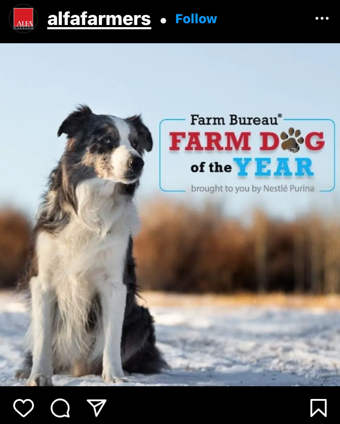 2021 Farm Dog Of The Year WSAU News/Talk 550 AM · 99.9 FM Wausau