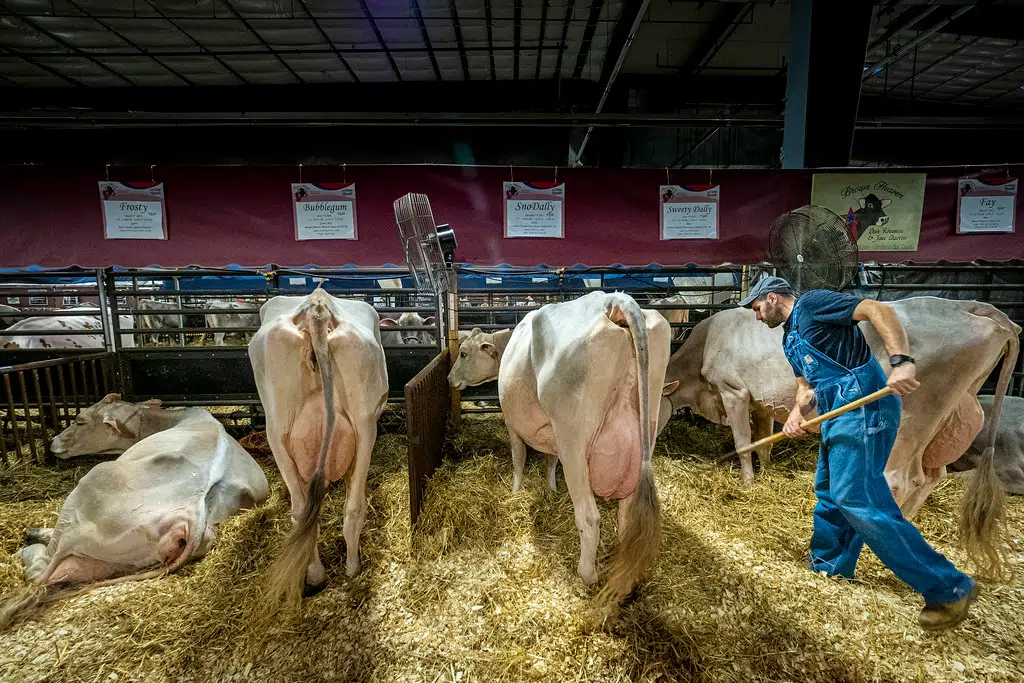 World Dairy Expo Stays In Madison WTAQ News Talk 97.5 FM · 1360 AM