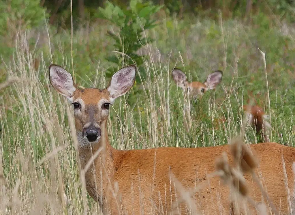 August 16th Bonus Antlerless Deer Tags Available WSAU News/Talk 550