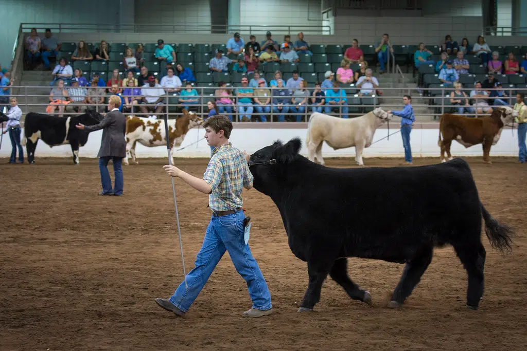 Governor’s Blue Ribbon Livestock Auction Recap 1330 & 101.5 WHBL