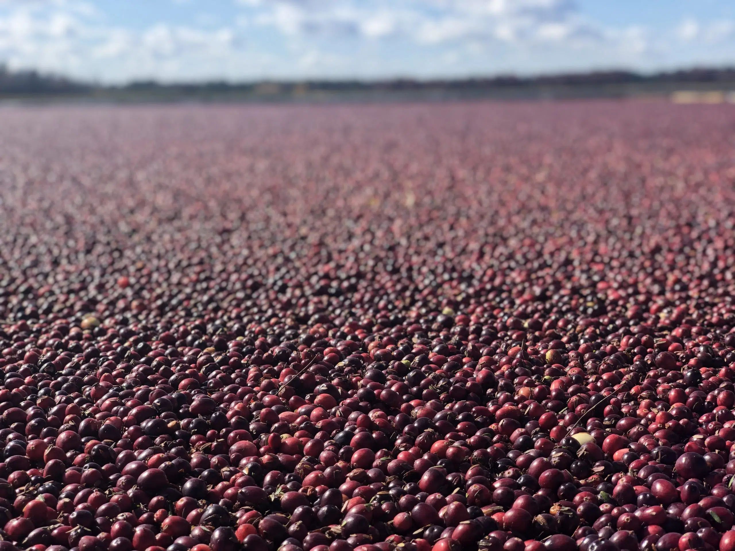 Cranberry Harvest Expected to Exceed 2022 WSAU News/Talk 550 AM · 99.9 FM Wausau, Stevens Point