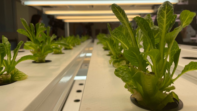 Green Bay High School Students Learn How To Grow Your Own - Vimarsana News