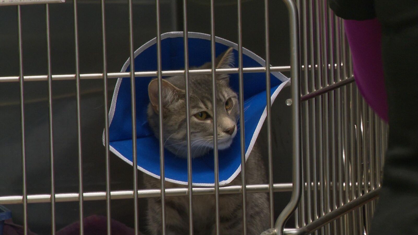 Fox Valley Animal Vets Facing High Demand - Vimarsana News
