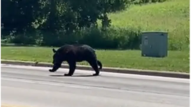 Bear Sightings Reported In Western Brown County 101 Wixx Your Hit Music Station 0846