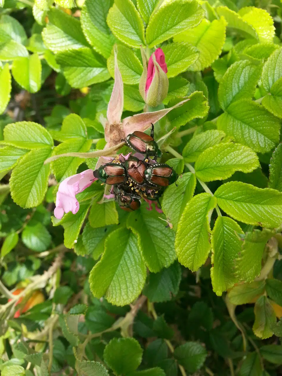 What to know about Japanese Beetles in Northeast Wisconsin 1330 & 101