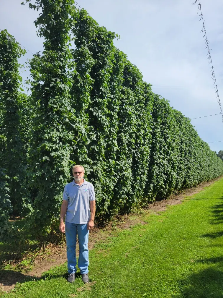 Marathon County hop farm says it’s the best year yet WSAU News/Talk