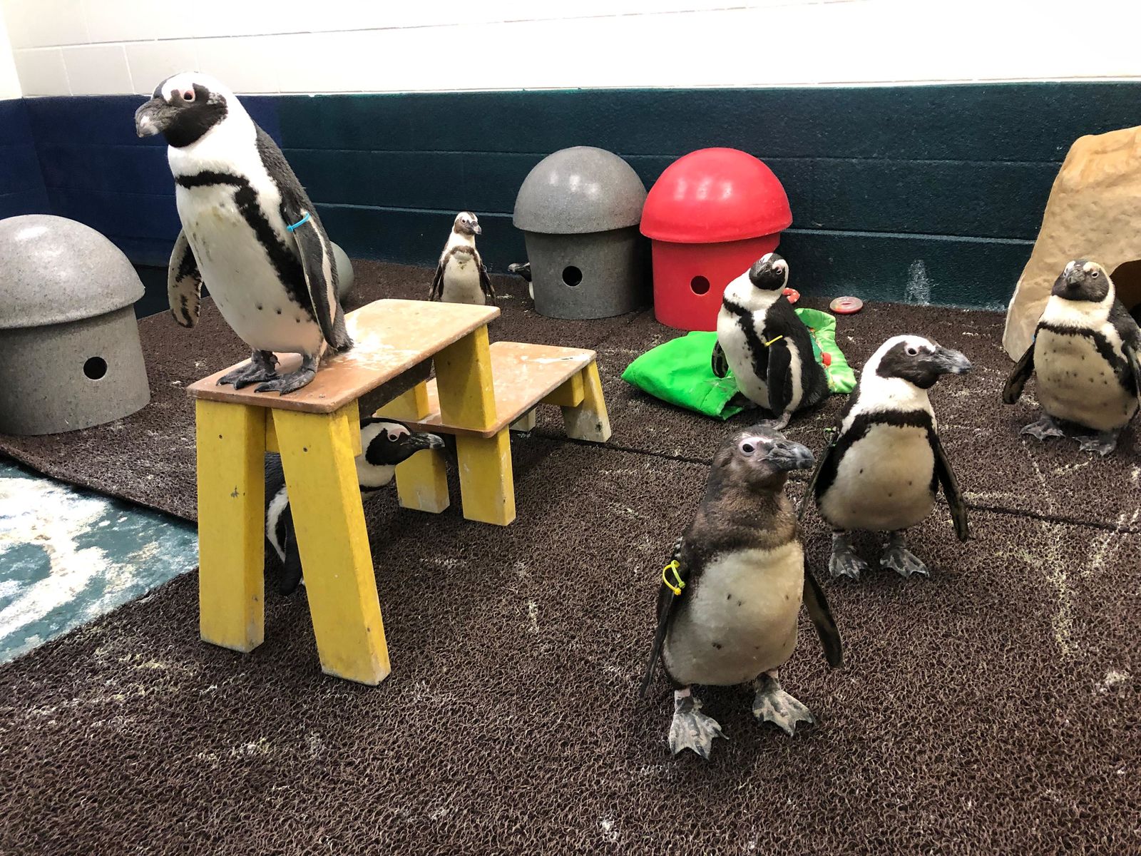 NEW Zoo Hosts Party for the Penguins - Vimarsana News