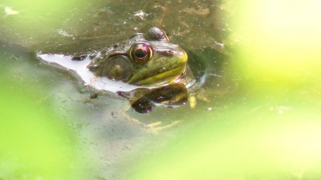 Wisconsin DNR seeks Volunteers for Frog and Toad Survey - Vimarsana News