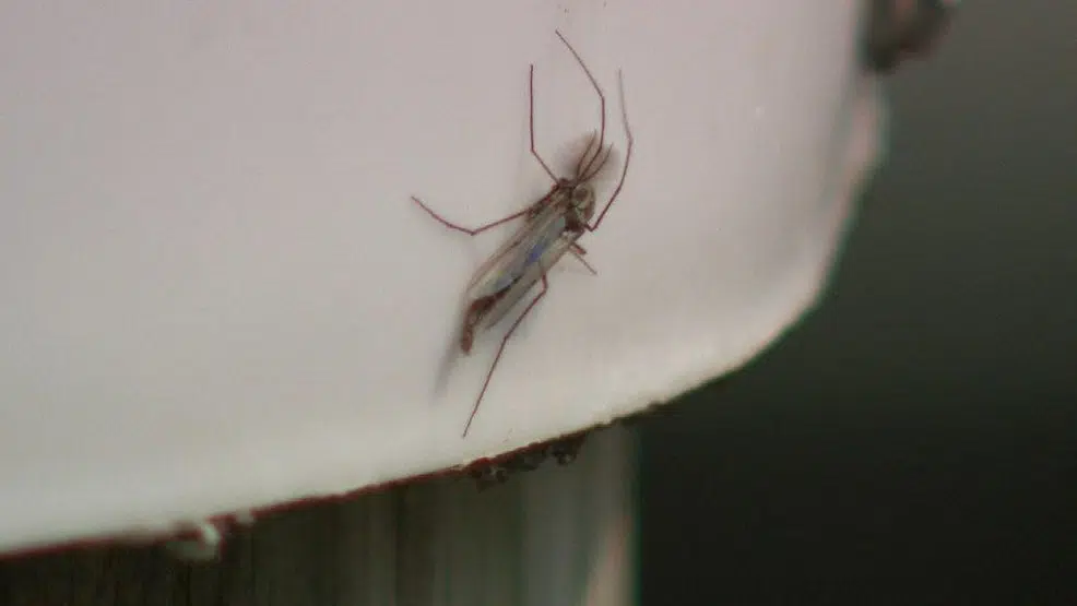 They’re Back, Lake Fly Season Is Here 94.3 Jack FM Playing What We