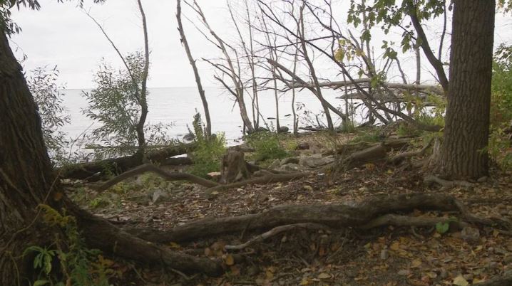 Green Bay Awarded Grant to Improve Habitat at Joliet Park - Vimarsana News