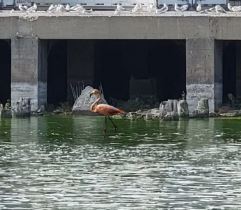 Flamingo Sighting Reported in Menasha after Birds Drew Crowds to Milwaukee Area - Vimarsana News
