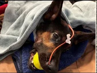 Fond du Lac County Deputy K9 Recovering after Surgery - Vimarsana News