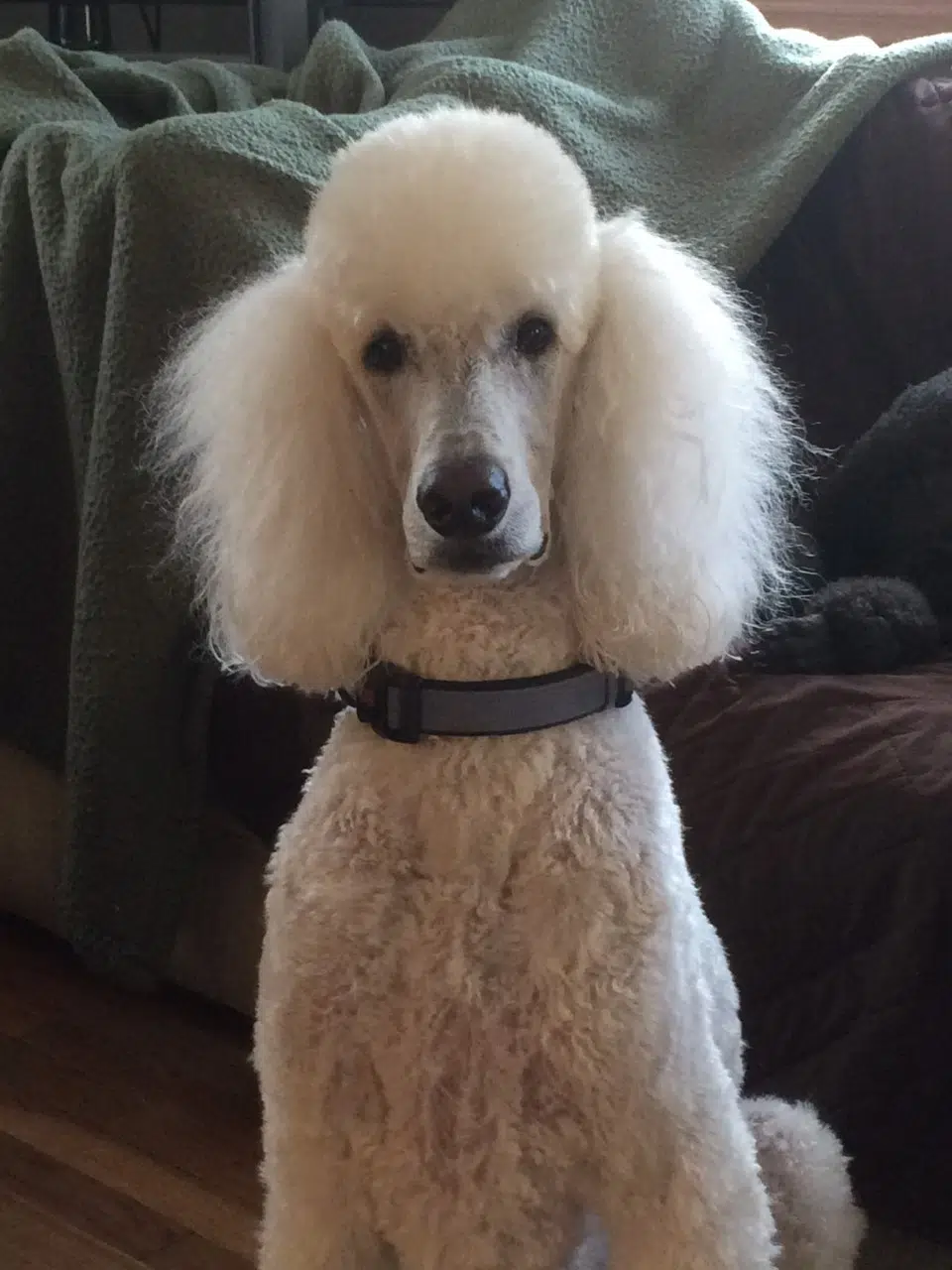 Therapy Dogs to Visit DACC Library Monday, May 1st | Vermilion County First