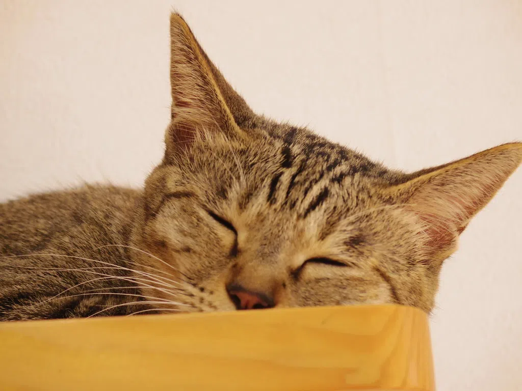 cat feasts on catnip