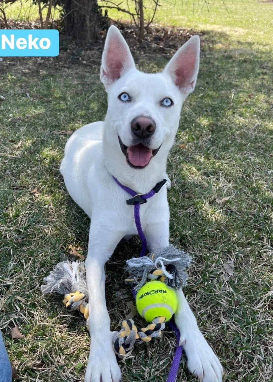 Wet Nose Wednesday: Neko
