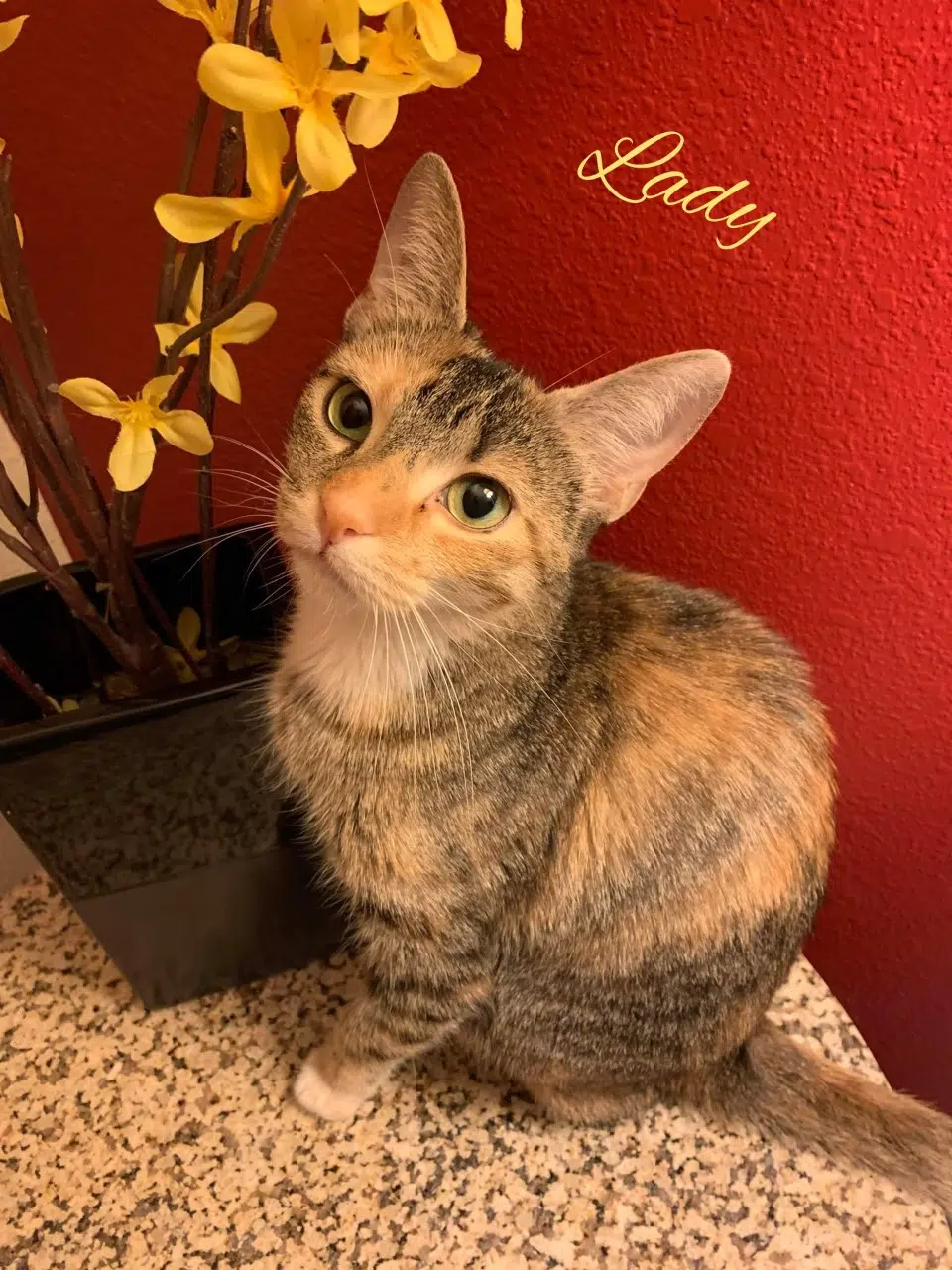 Wet Nose Wednesday:  Lady