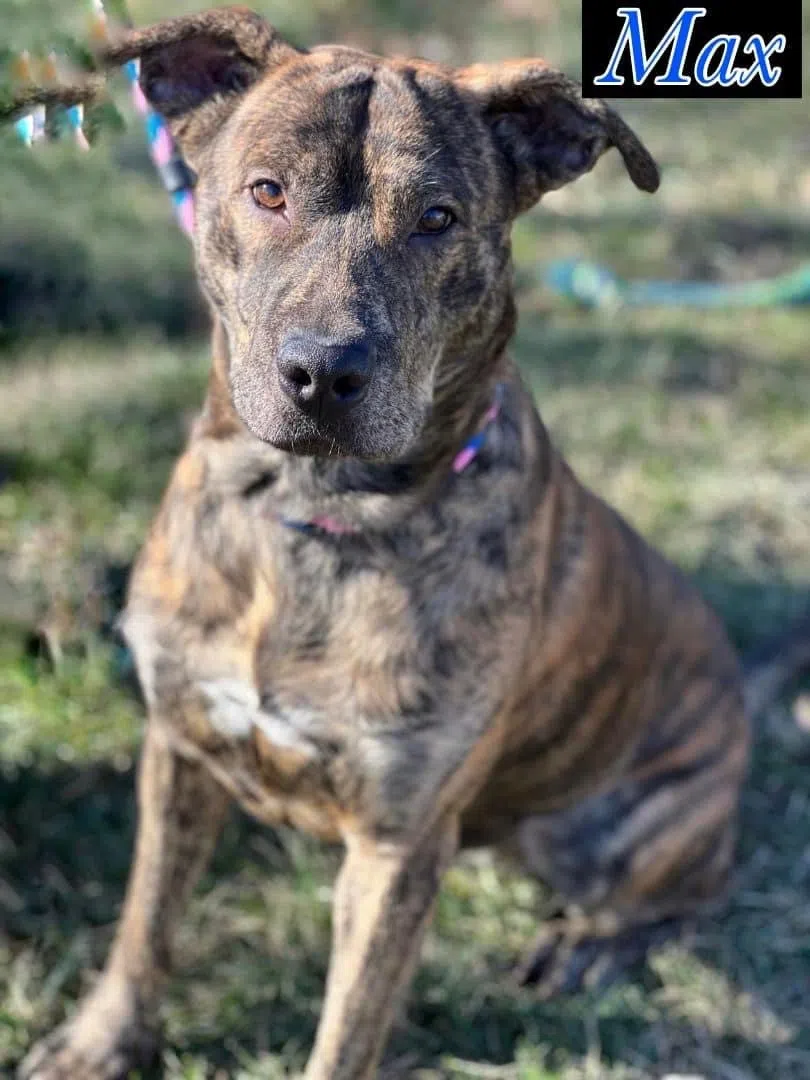 Wet Nose Wednesday:  Max