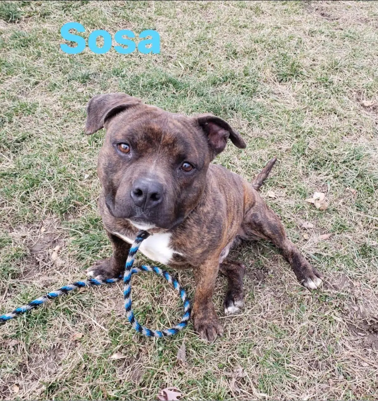 Wet Nose Wednesday: Sosa