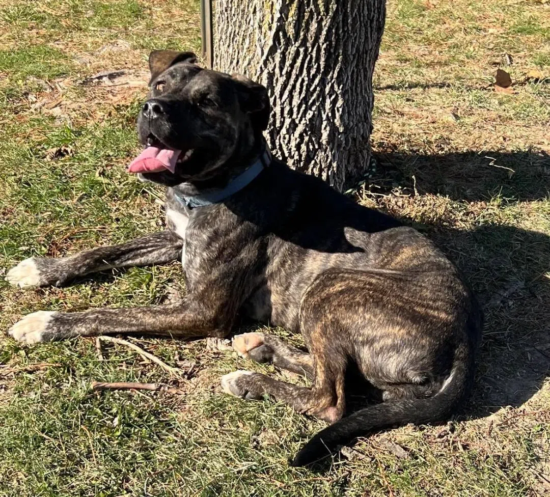 Wet Nose Wednesday: Bailey