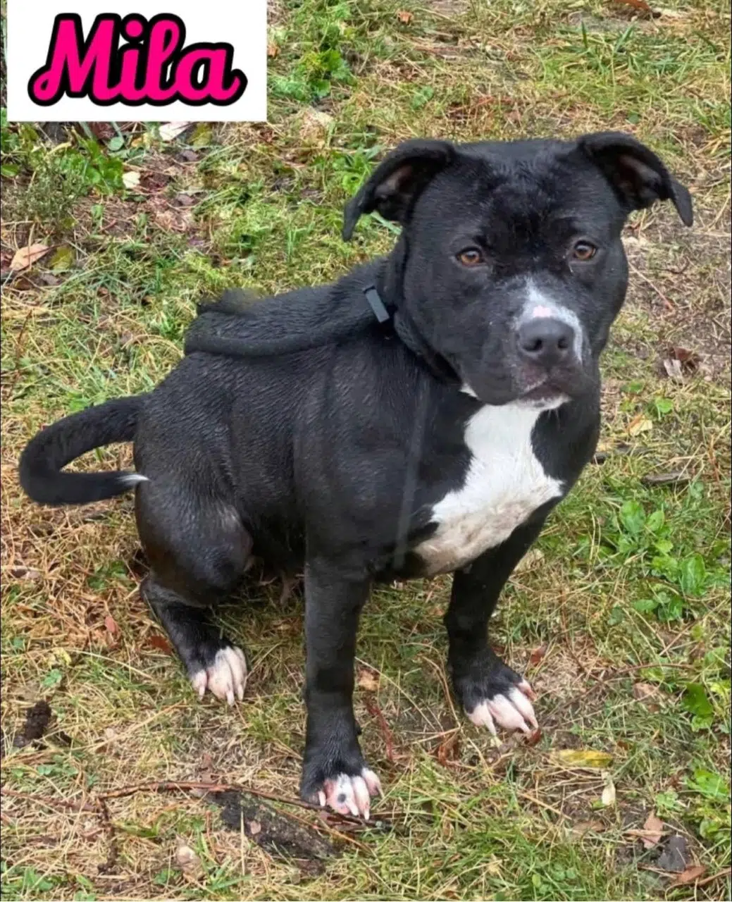 Wet Nose Wednesday: Mila