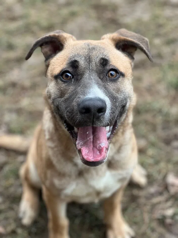 Wet Nose Wednesday: Shep