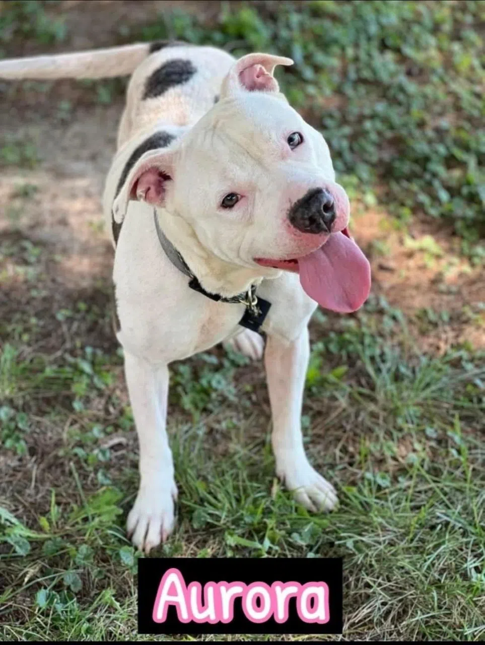 Wet Nose Wednesday:  Aurora