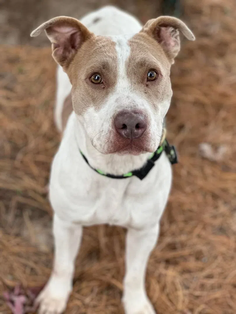 Wet Nose Wednesday:  Tibby