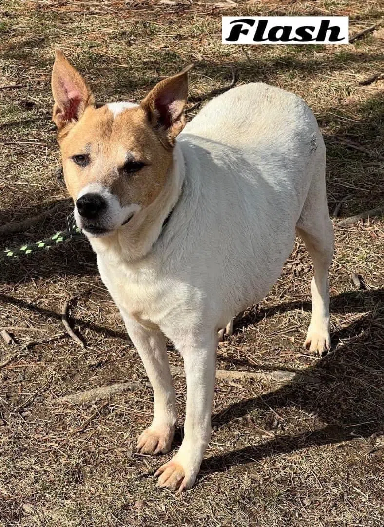 Wet Nose Wednesday: Flash