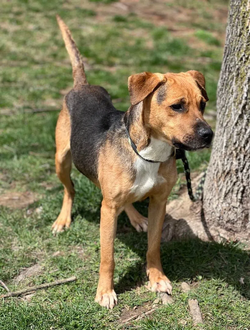 Wet Nose Wednesday: Lou