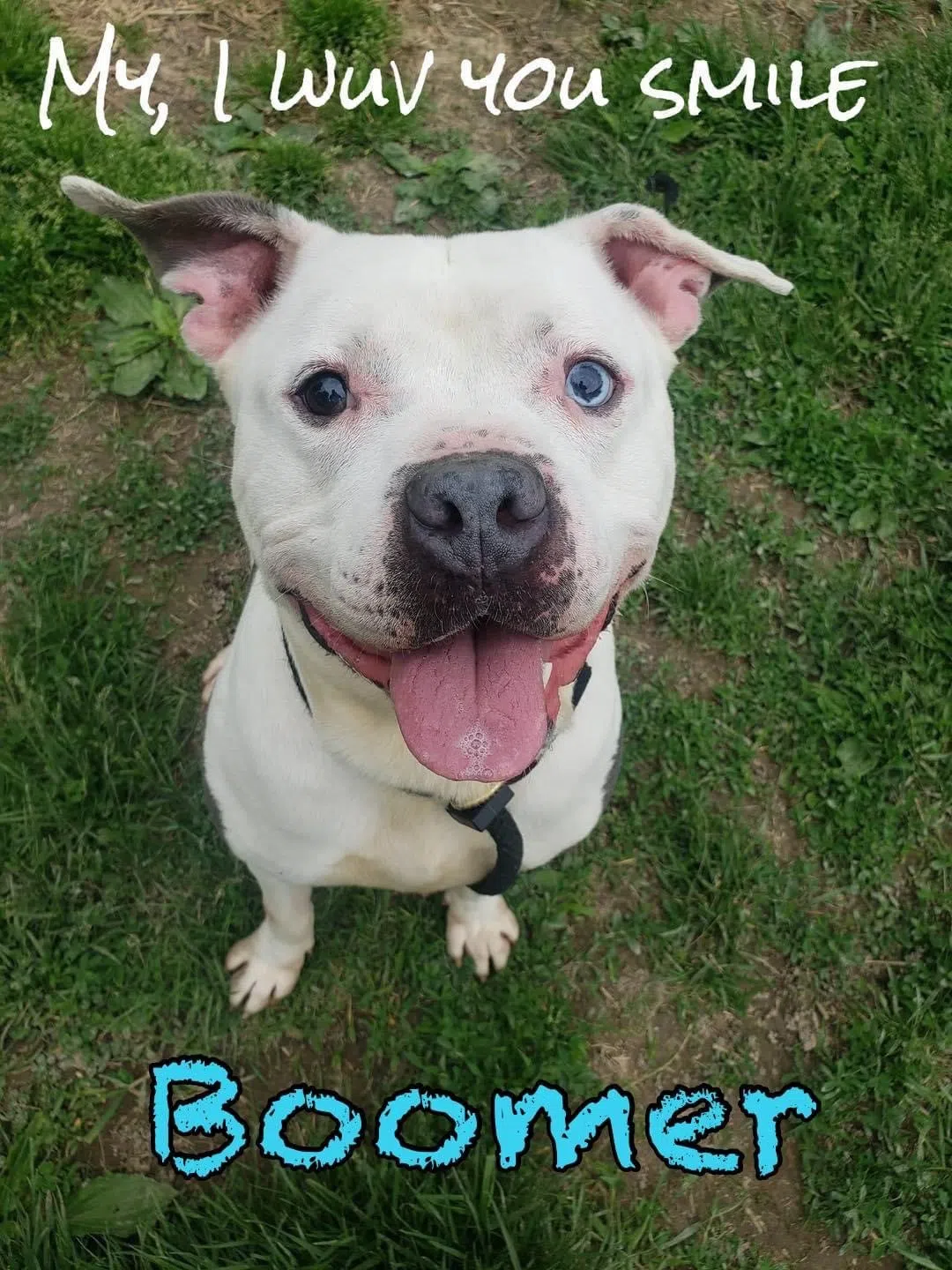 Wet Nose Wednesday: Boomer