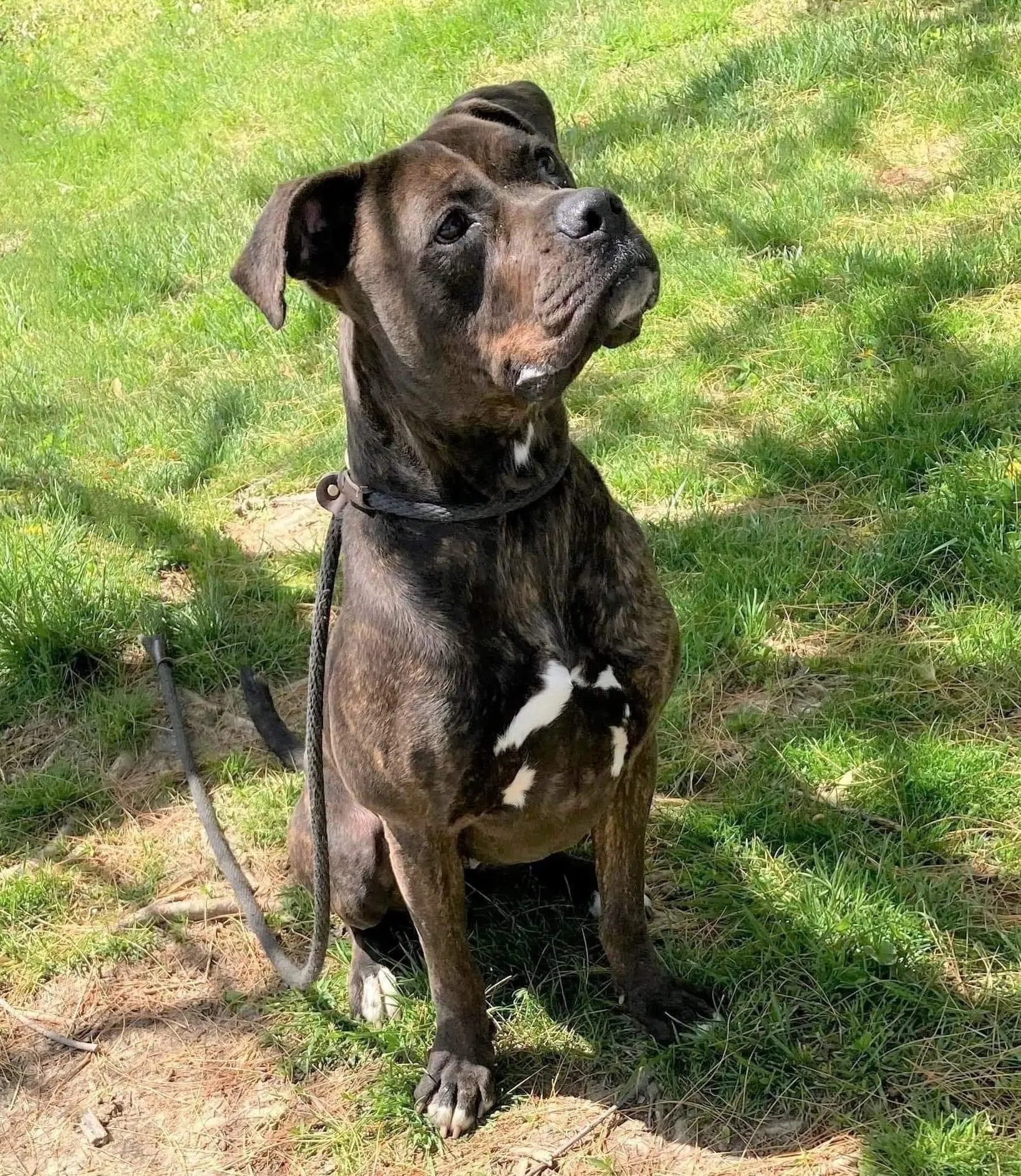 Wet Nose Wednesday:  Molly