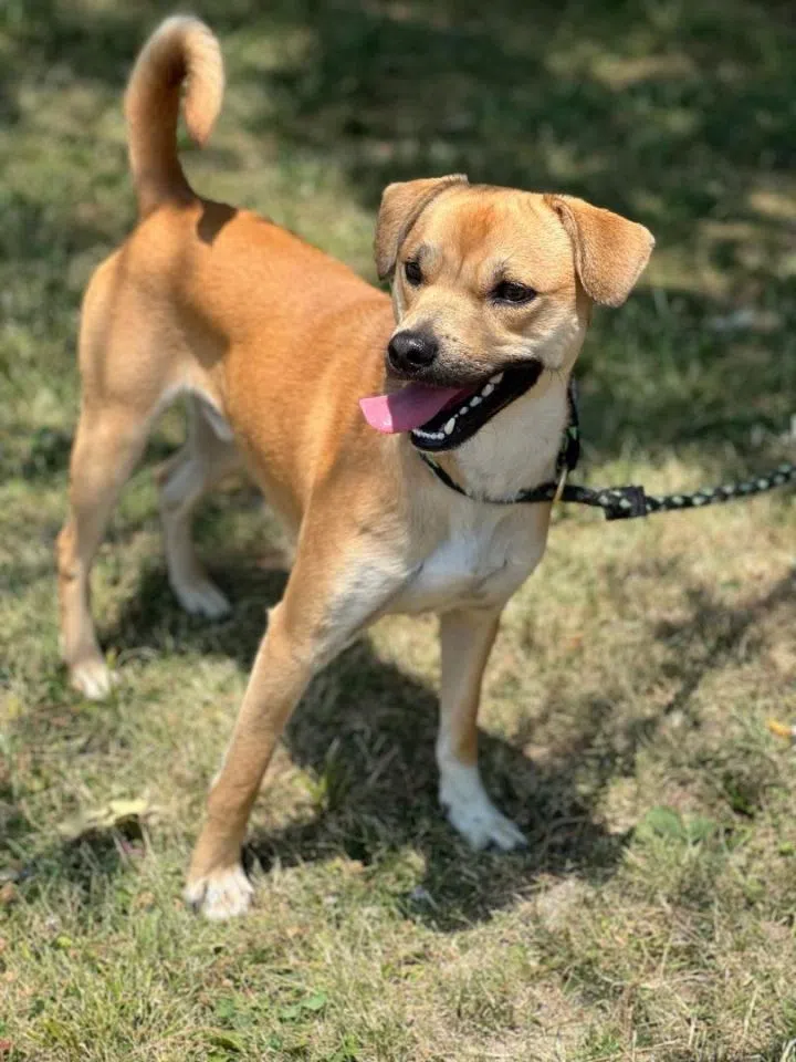 Wet Nose Wednesday: Pax