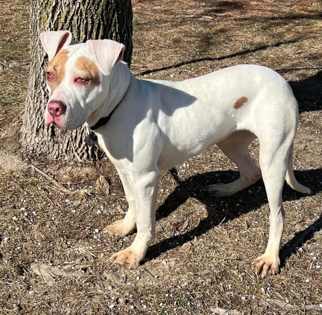 Wet Nose Wednesday: Shaka