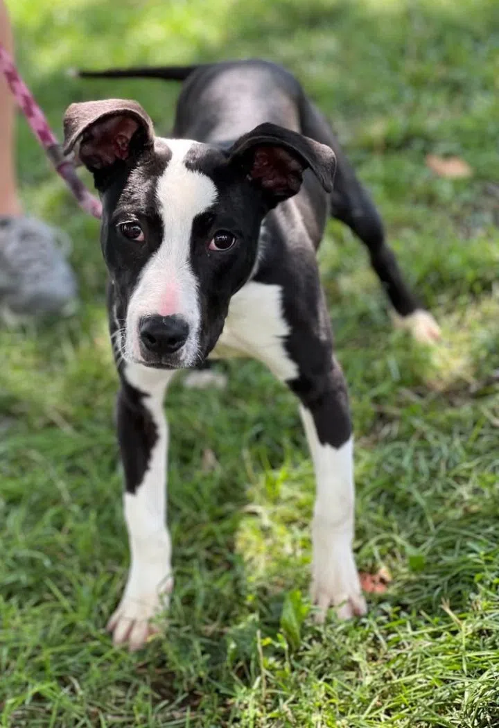 Wet Nose Wednesday:  Drigella