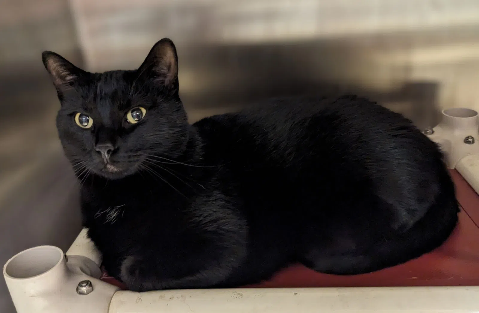 Wet Nose Wednesday: Gage