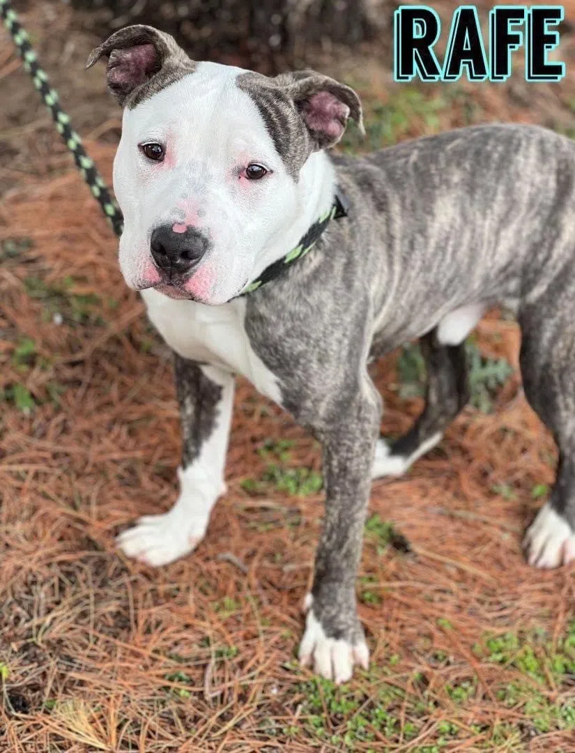 Wet Nose Wednesday:  Rafe