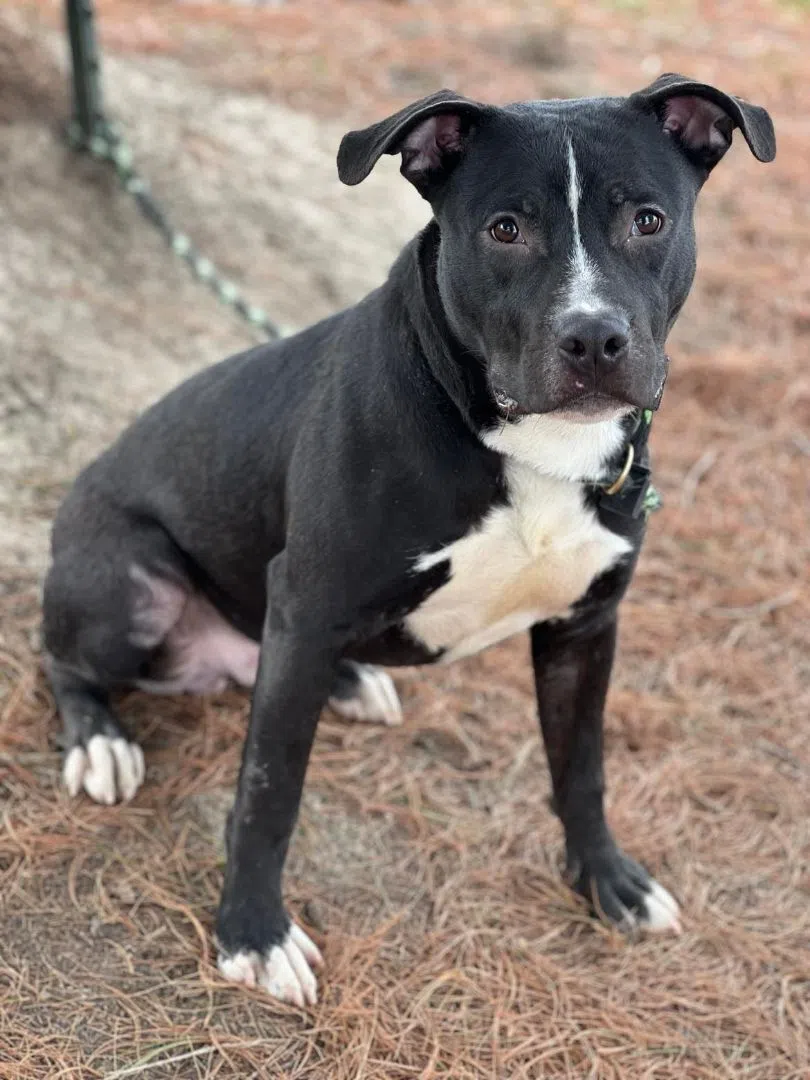 Wet Nose Wednesday: Boone