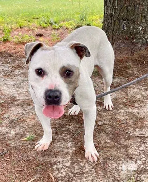 Wet Nose Wednesday: Cade