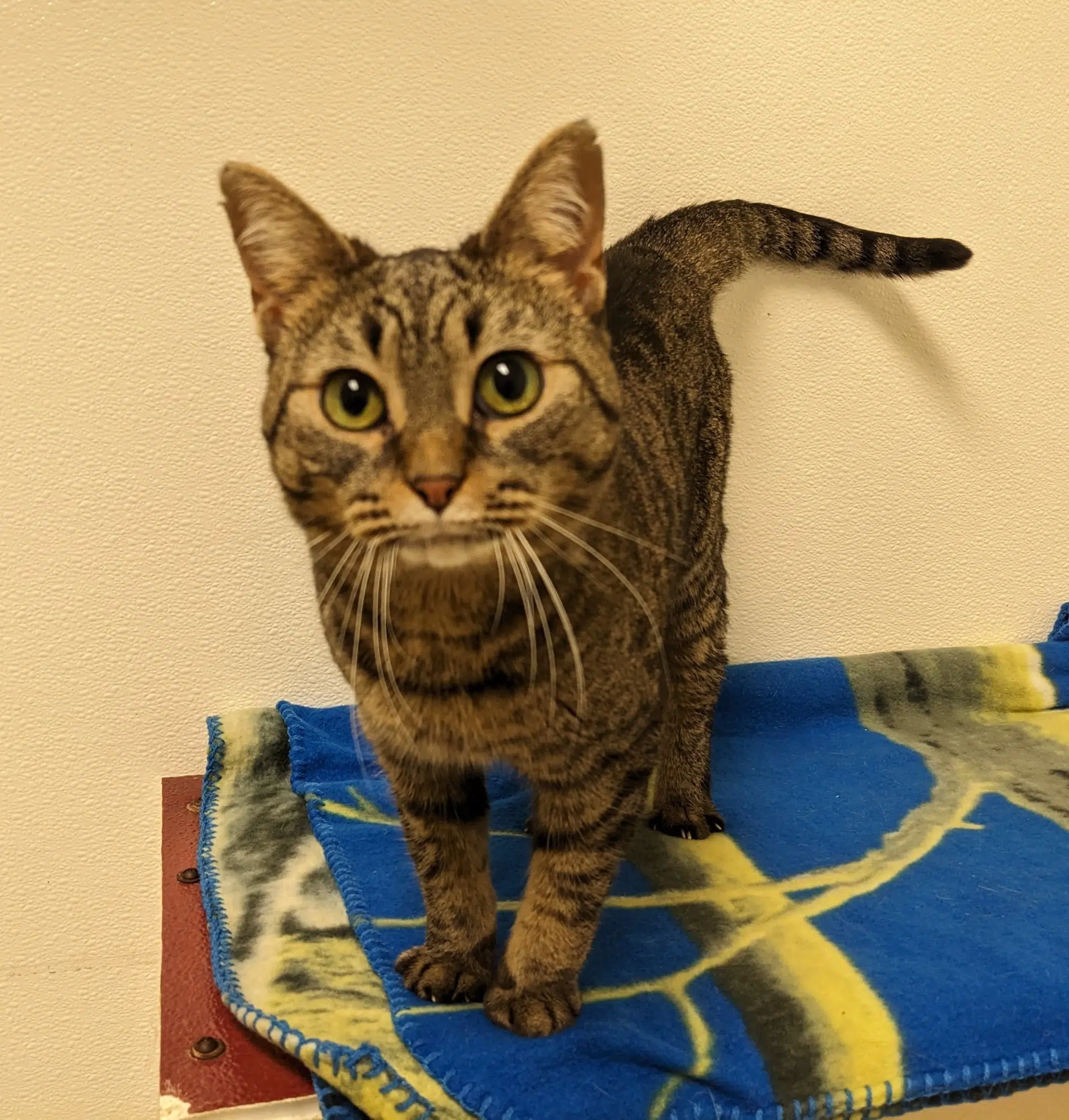 Wet Nose Wednesday: Kitty