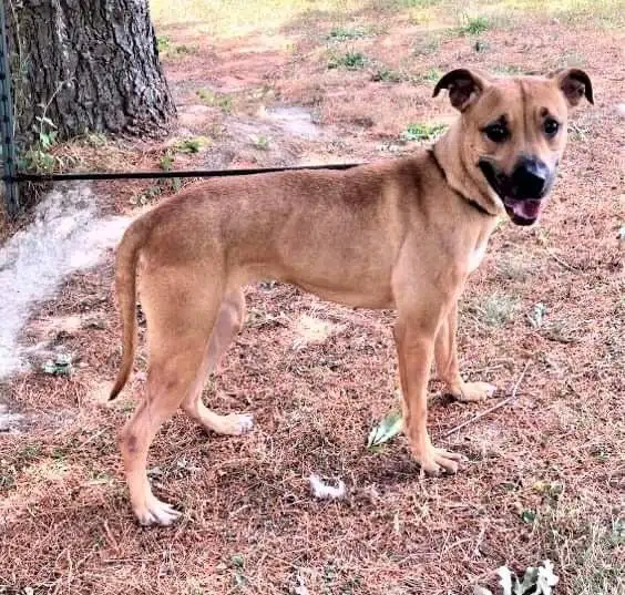 Wet Nose Wednesday:  Paris