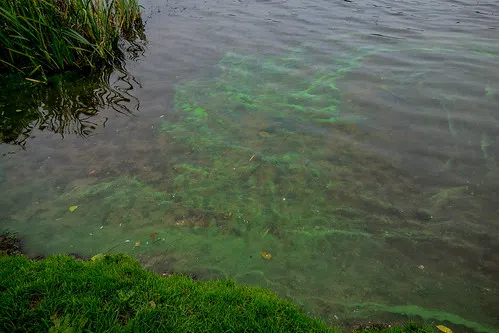 Swimming Not Permitted In Lake Eugenia Due To Blue-Green Algae