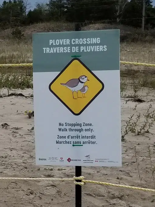 Judges Reserve Decision In Latest Sauble Beach Piping Plover Court Appeal